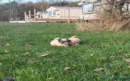 Poochon dogs for sale: READY FOR HER NEW PAW PACK  - Advert 33