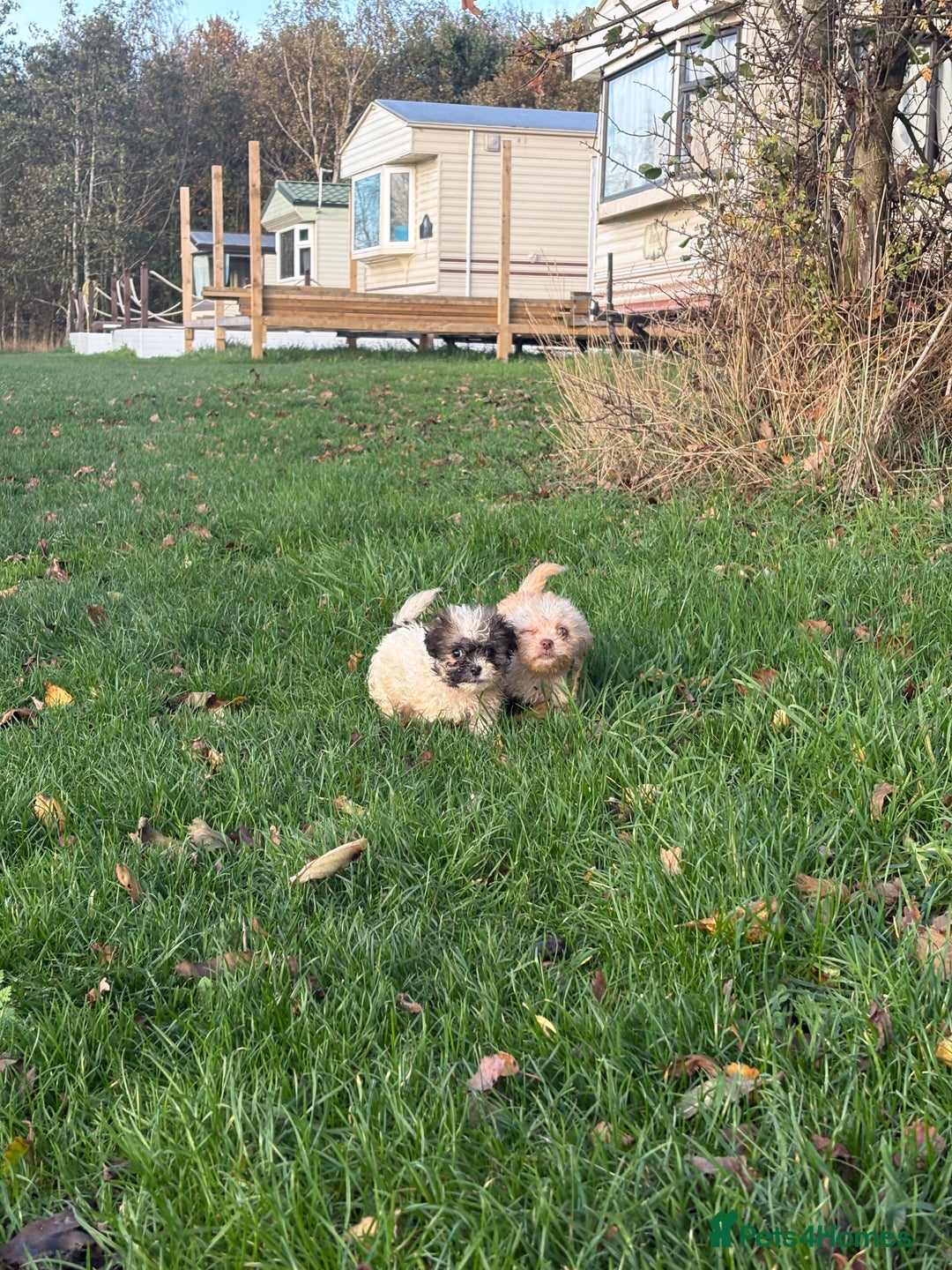 Poochon dogs for sale: READY FOR HER NEW PAW PACK  - Advert 33