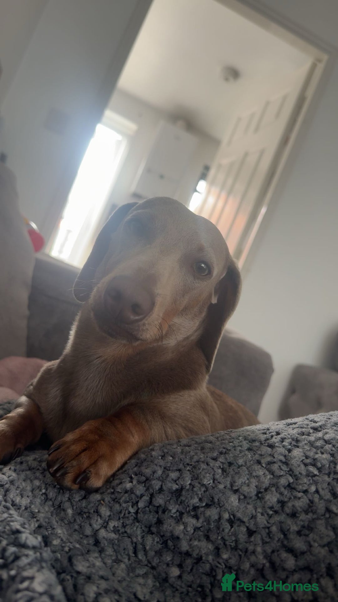 Miniature Dachshund dogs for sale: Isabella tan miniature dachshund  - Image 2
