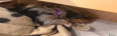 Blue Merle boy (purple)