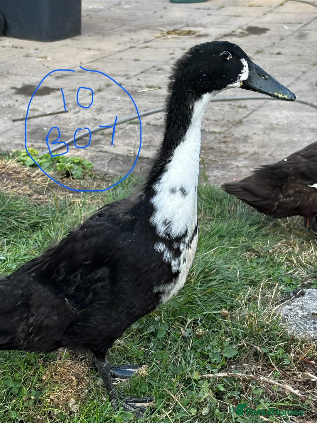 Ducks poultry for sale: Indian Runner ducks  - Advert 12