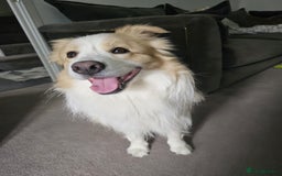 Border Collie dogs for stud: Border Collie for Stud - Proven in Preston - Image 4