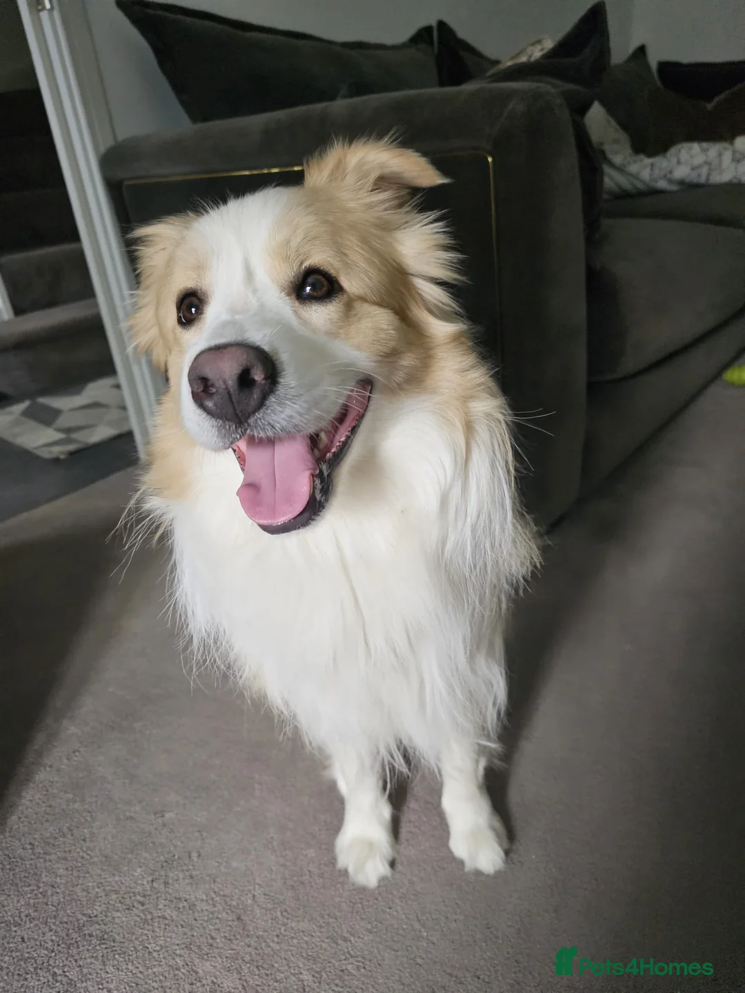 Border Collie dogs for stud: Border Collie for Stud - Proven in Preston - Advert 6