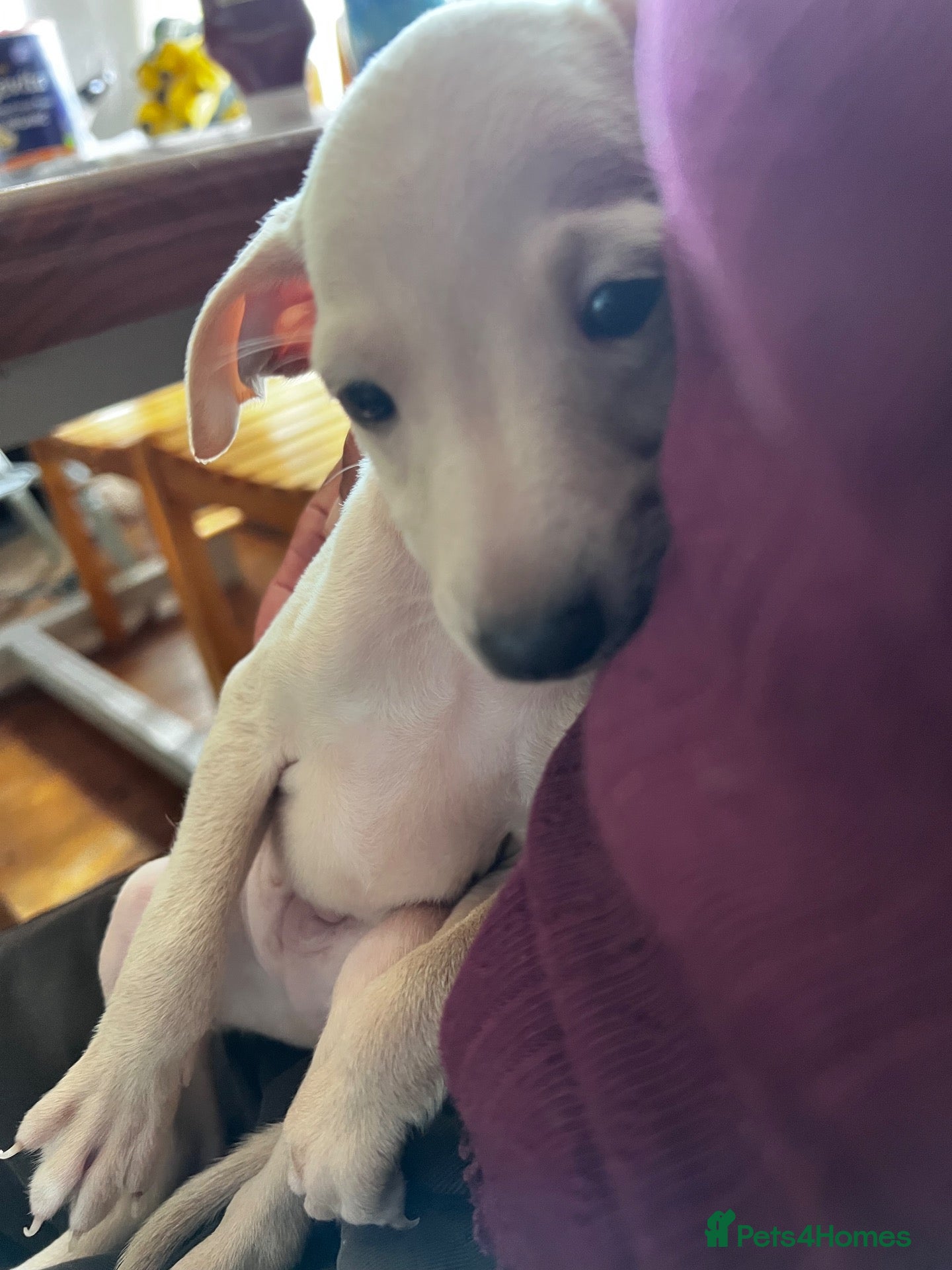 Italian Greyhound dogs Superb Quality ITALIAN GREYHOUND Puppies - Advert 4