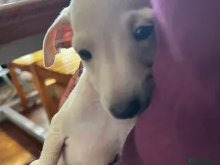 Italian Greyhound dogs Superb Quality ITALIAN GREYHOUND Puppies - Advert 4
