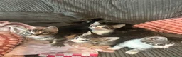 Mixed Breed cats for sale: Kittens ready leave ASAP - Advert 4