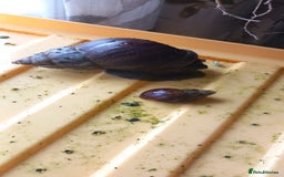 Snails invertebrates for sale: Mixed age and colour Giant African Land Snails - Image 3