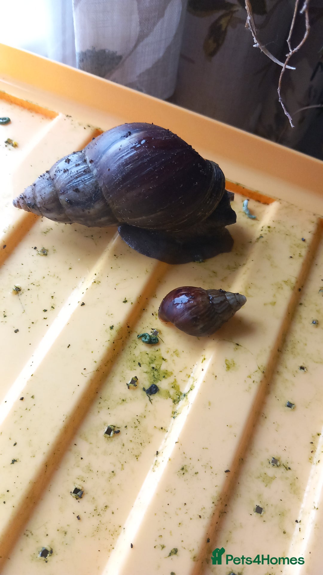 Snails invertebrates for sale: Mixed age and colour Giant African Land Snails - Image 3