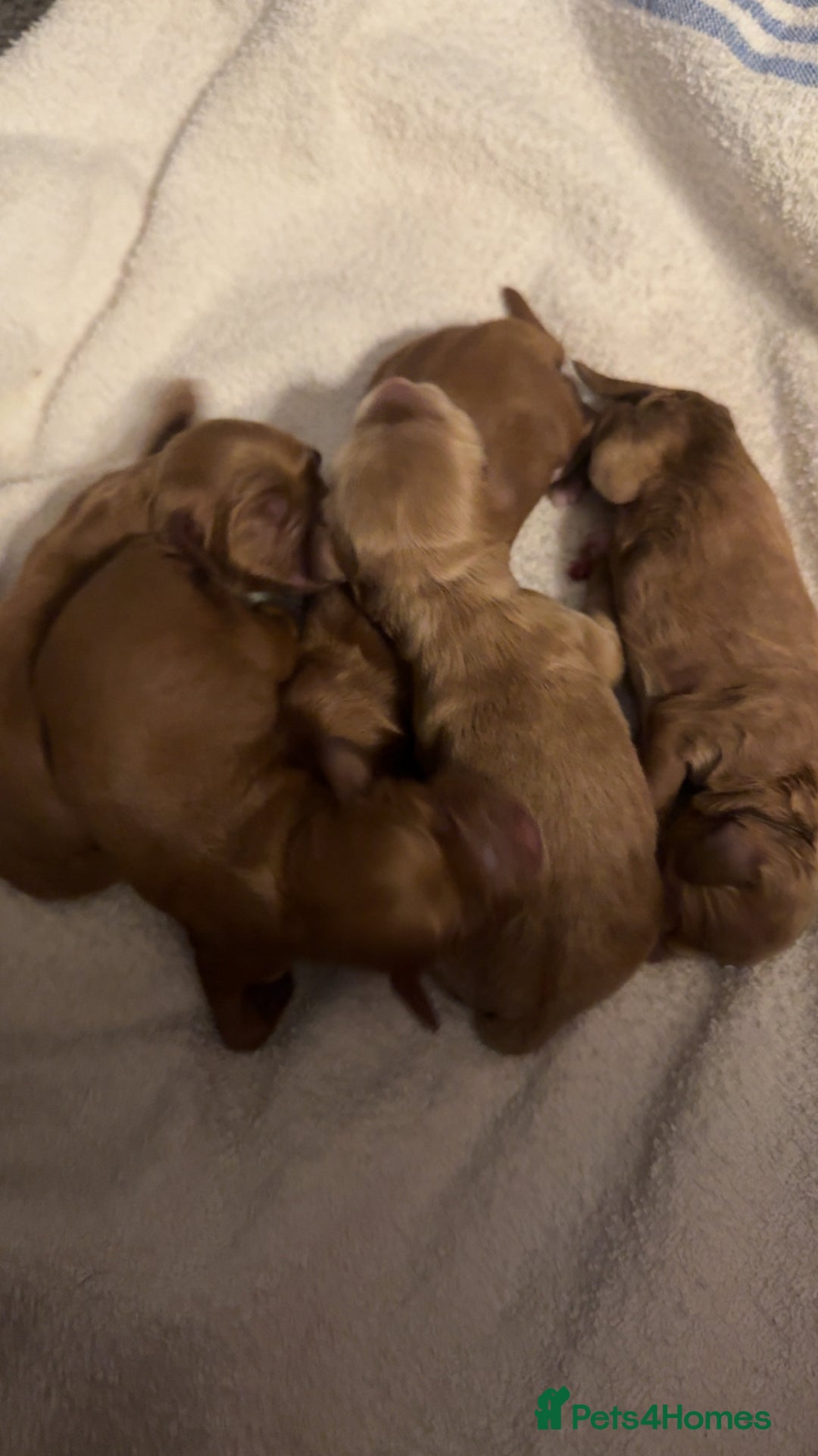 Cockapoo dogs for sale: Cockapoo F1 - Advert 20