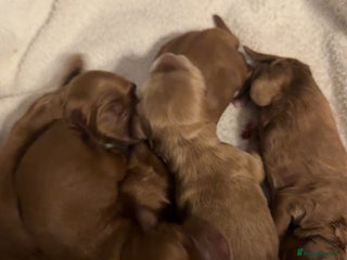 Cockapoo dogs Cockapoo F1 - Advert 3