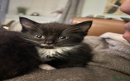 Ragdoll cats for sale: Beautiful Ragdoll mixed kittens for sale - Image 4
