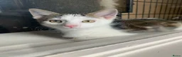 Mixed Breed cats for sale: Beautiful Mixed Kittens x5 - Microchipped - READY - Advert 11