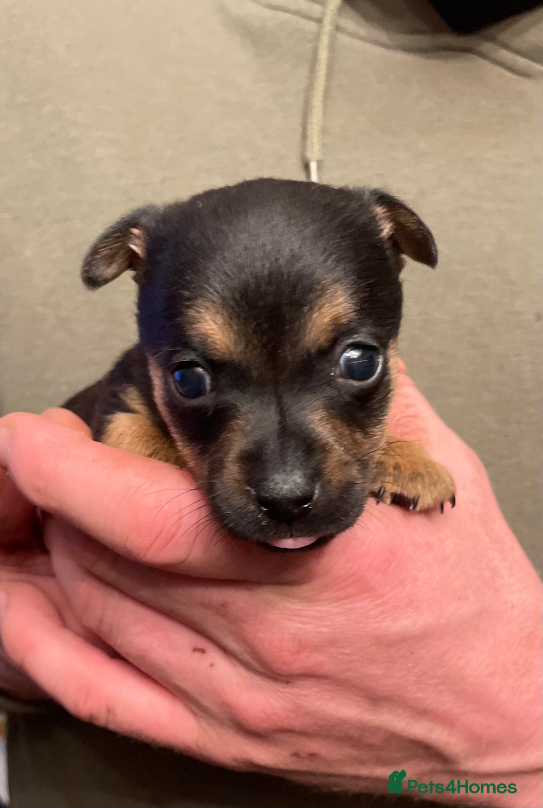 Jack Russell dogs for sale: Beautiful docked miniature Jack Russell puppies - Advert 24