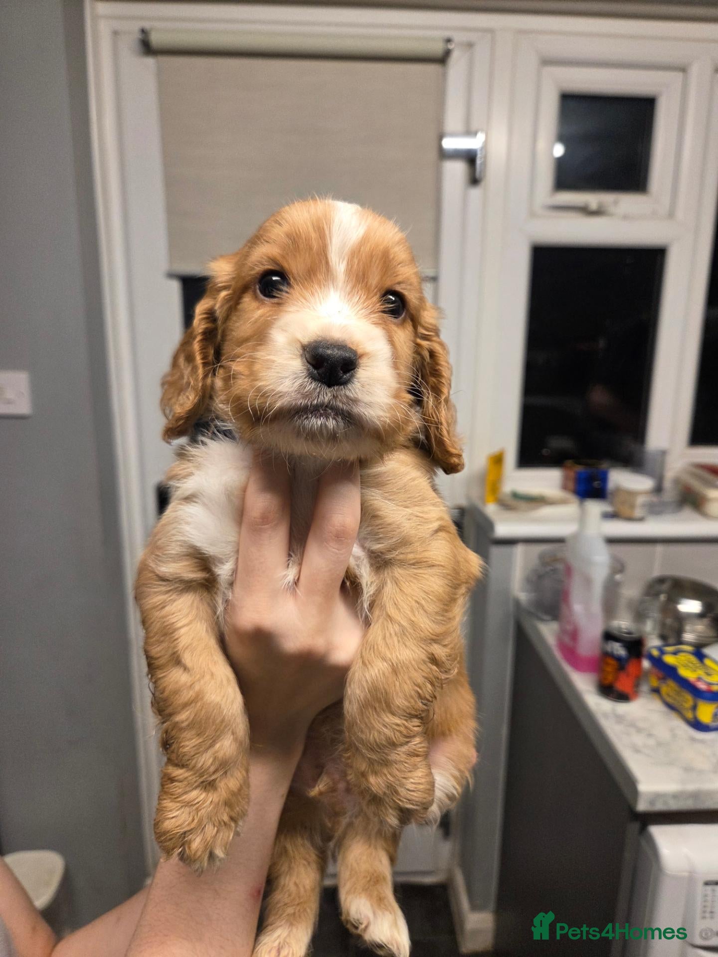 Cocker Spaniel dogs Beautiful litter of 4 male cocker spaniels  - Advert 2