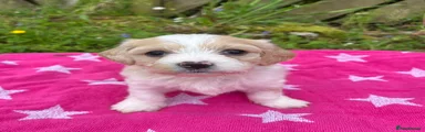 Cavachon Puppy 6