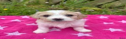 Cavachon dogs for sale: Cavachon puppies - Advert 8