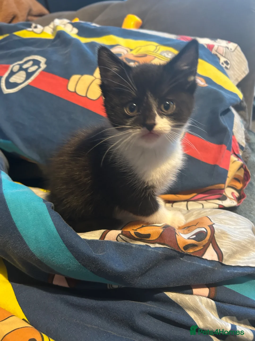 Mixed Breed cats for sale: 2 female kittens - Advert 2