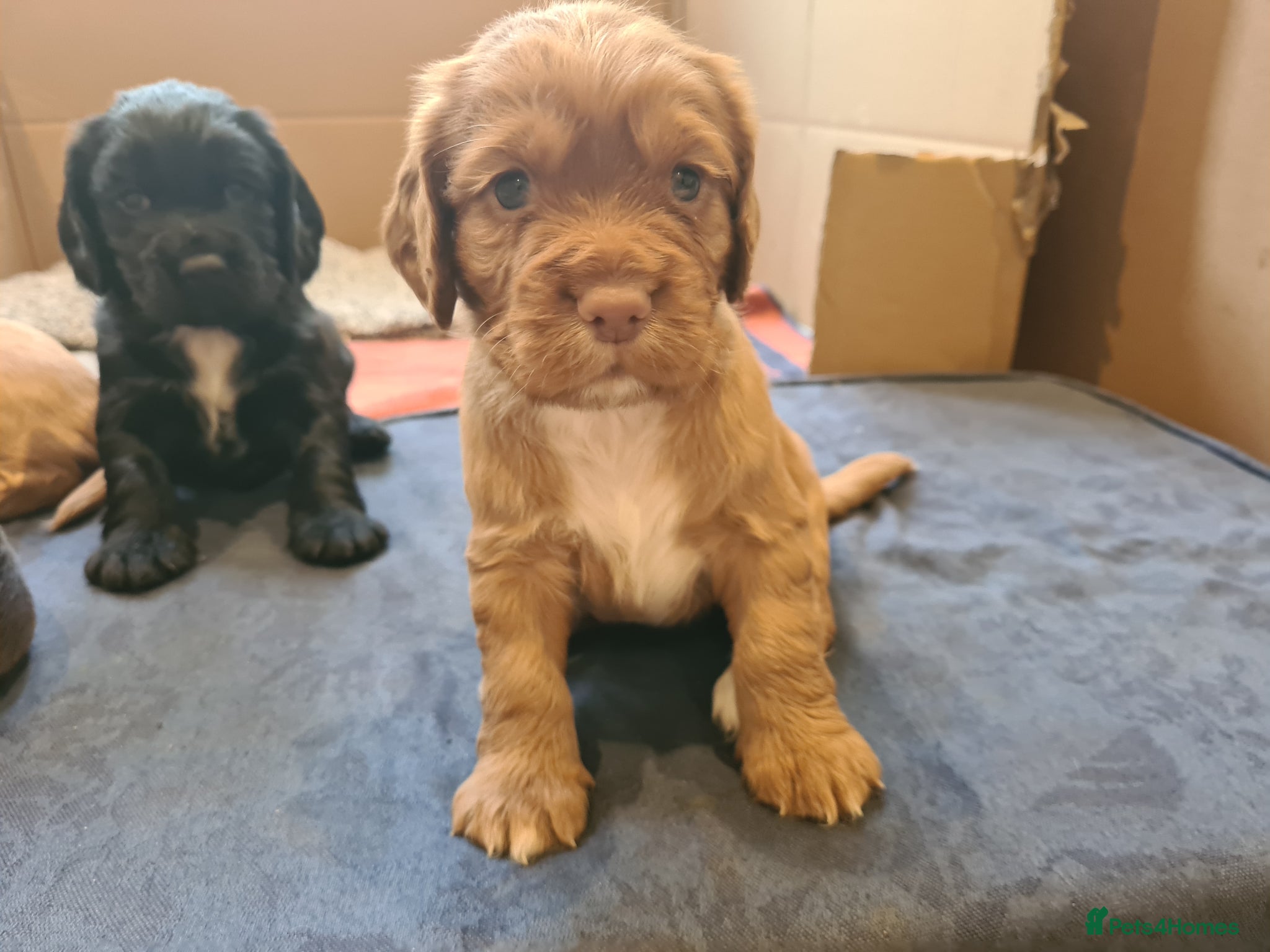 Cocker Spaniel dogs KC registered Cocker Spaniels from family home - Advert 3