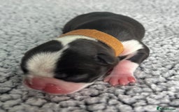 Boston Terrier dogs for sale: 🌟High Quality chunky KC Boston Terrier Puppies🌟 - Image 6