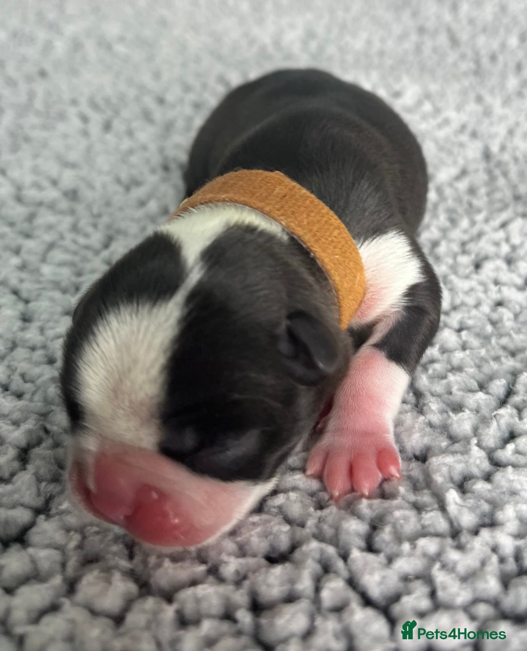 Boston Terrier dogs for sale: 🌟High Quality chunky KC Boston Terrier Puppies🌟 - Image 6