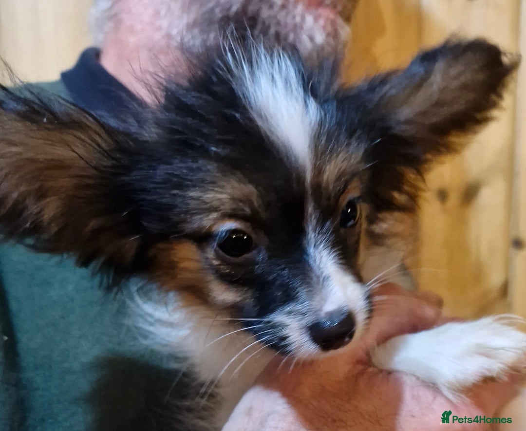 Papillon dogs for sale: Kennel Club registered Papillons - Advert 17