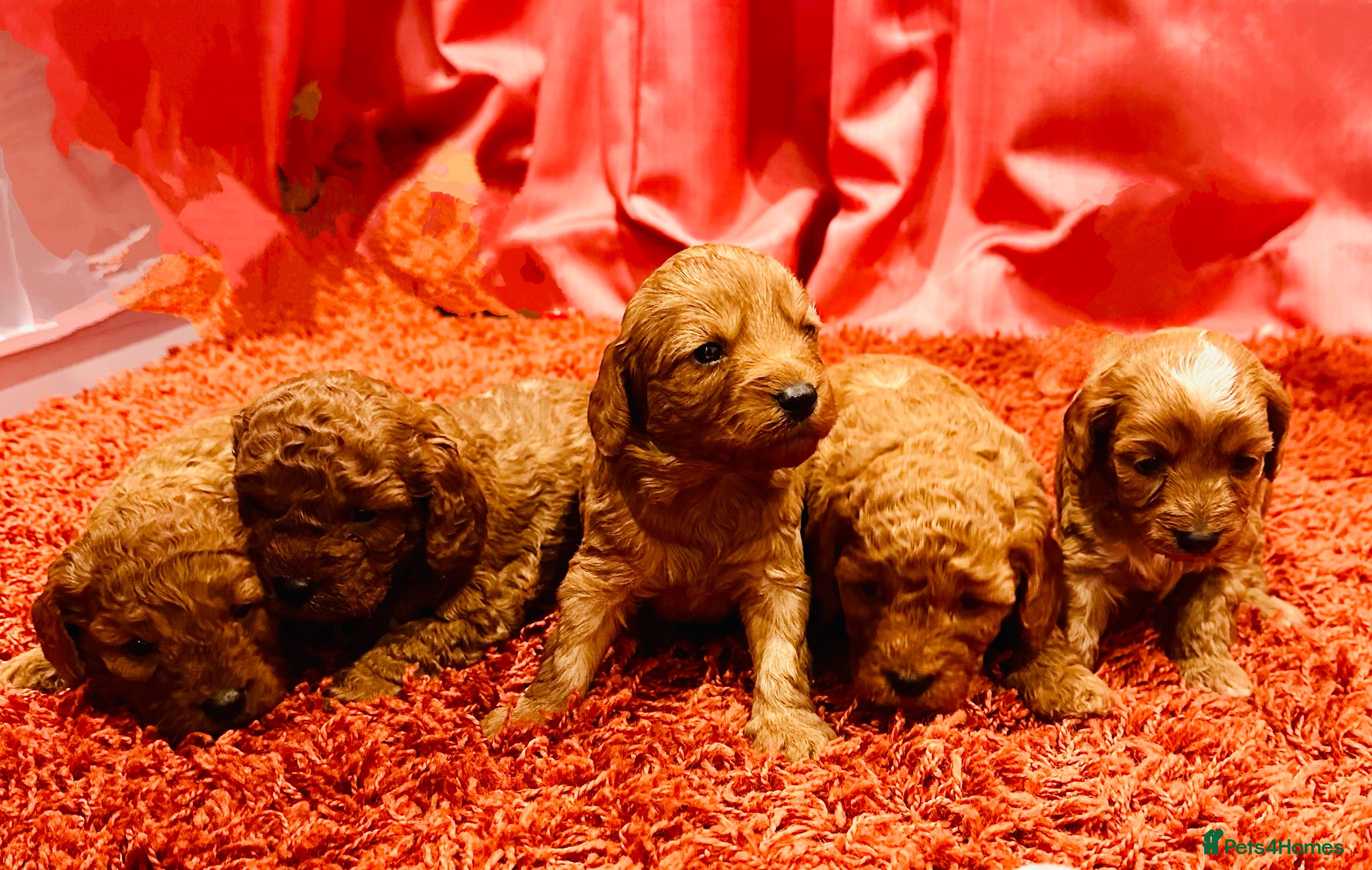 Cavapoo dogs Toy Cavapoo Puppies  - Advert 5