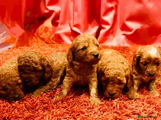 Cavapoo dogs Toy Cavapoo Puppies - Advert 5