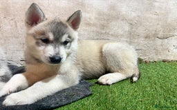 Utonagan dogs for sale: 8 Huskey malamutes  - Image 24