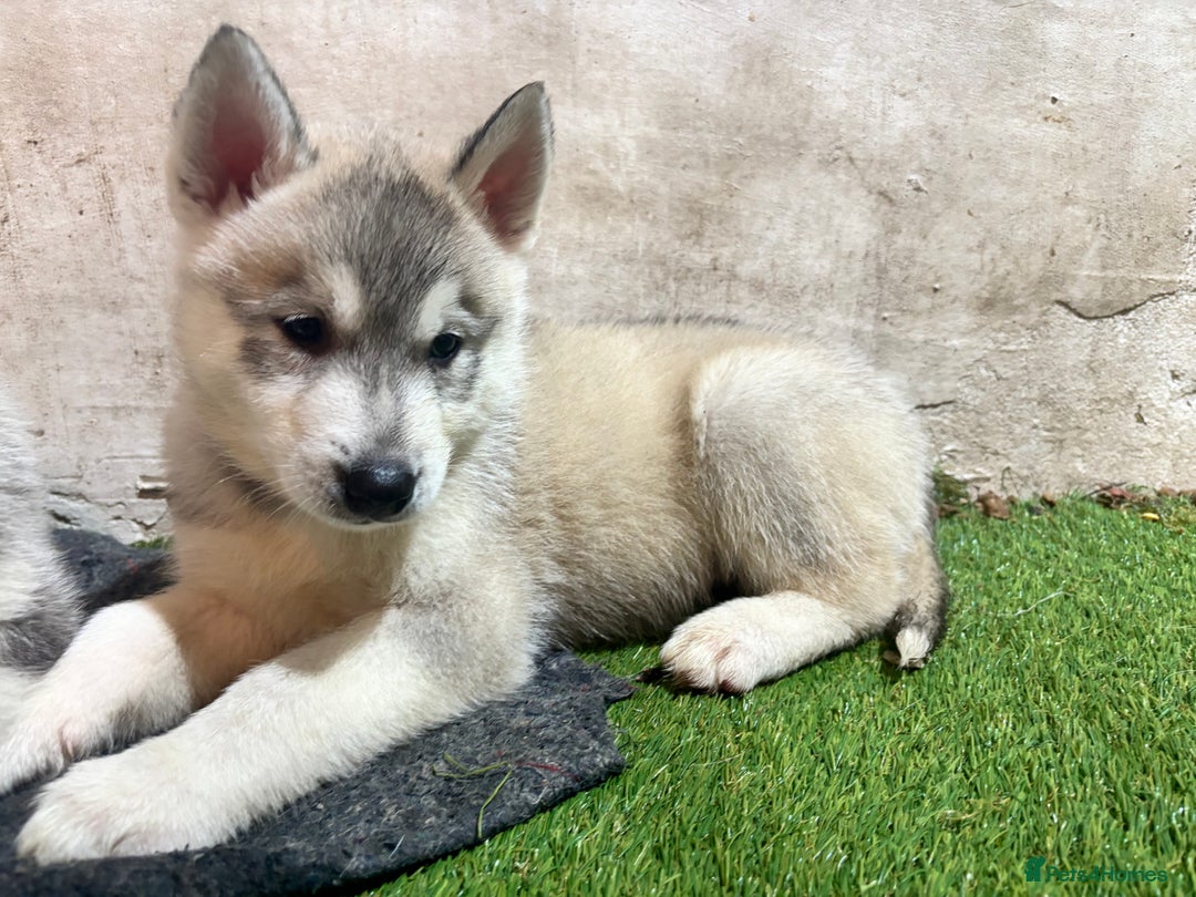 Utonagan dogs for sale: 8 Huskey malamutes  - Image 24