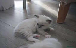 Ragdoll cats for sale: Pure Ragdoll Kittens (2 Male, 2 Female) - Image 4