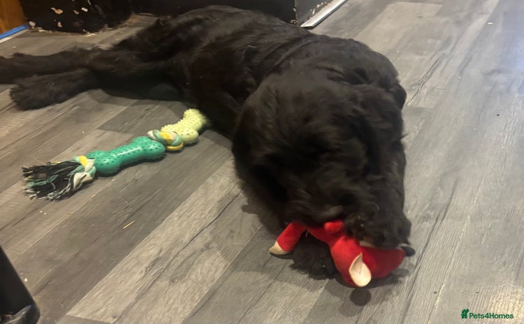 Labradoodle dogs - Advert 6