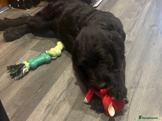 Labradoodle dogs - Advert 16