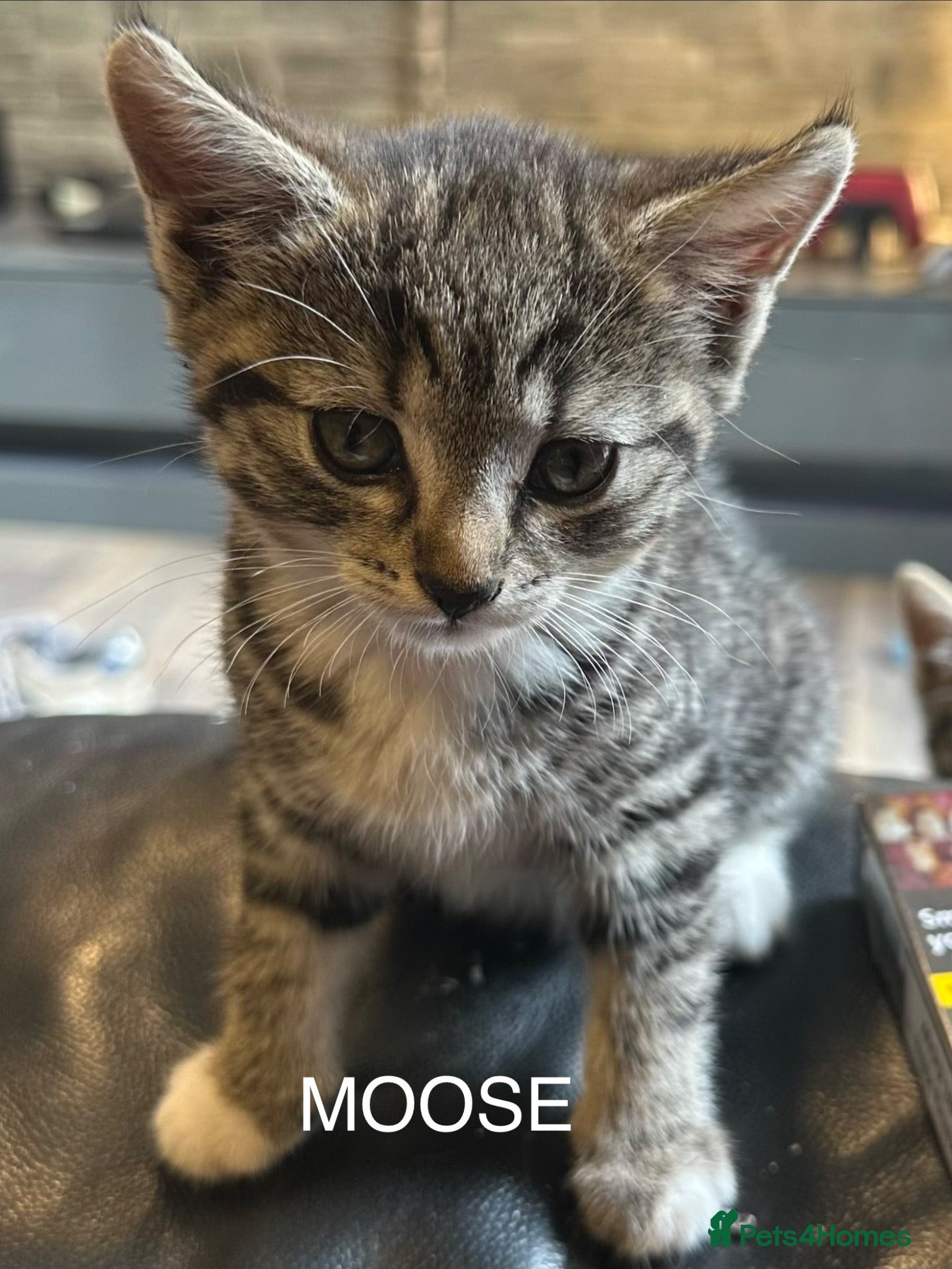 Mixed Breed cats Kittens - Advert 1