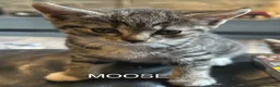 Mixed Breed cats for sale: Kittens - Advert 1