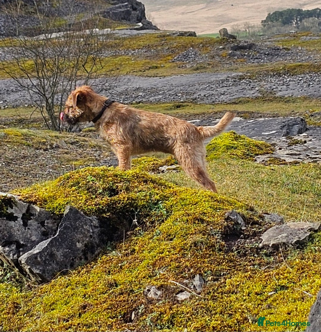 Border Terrier dogs for sale: Kc border terrier  - Advert 3