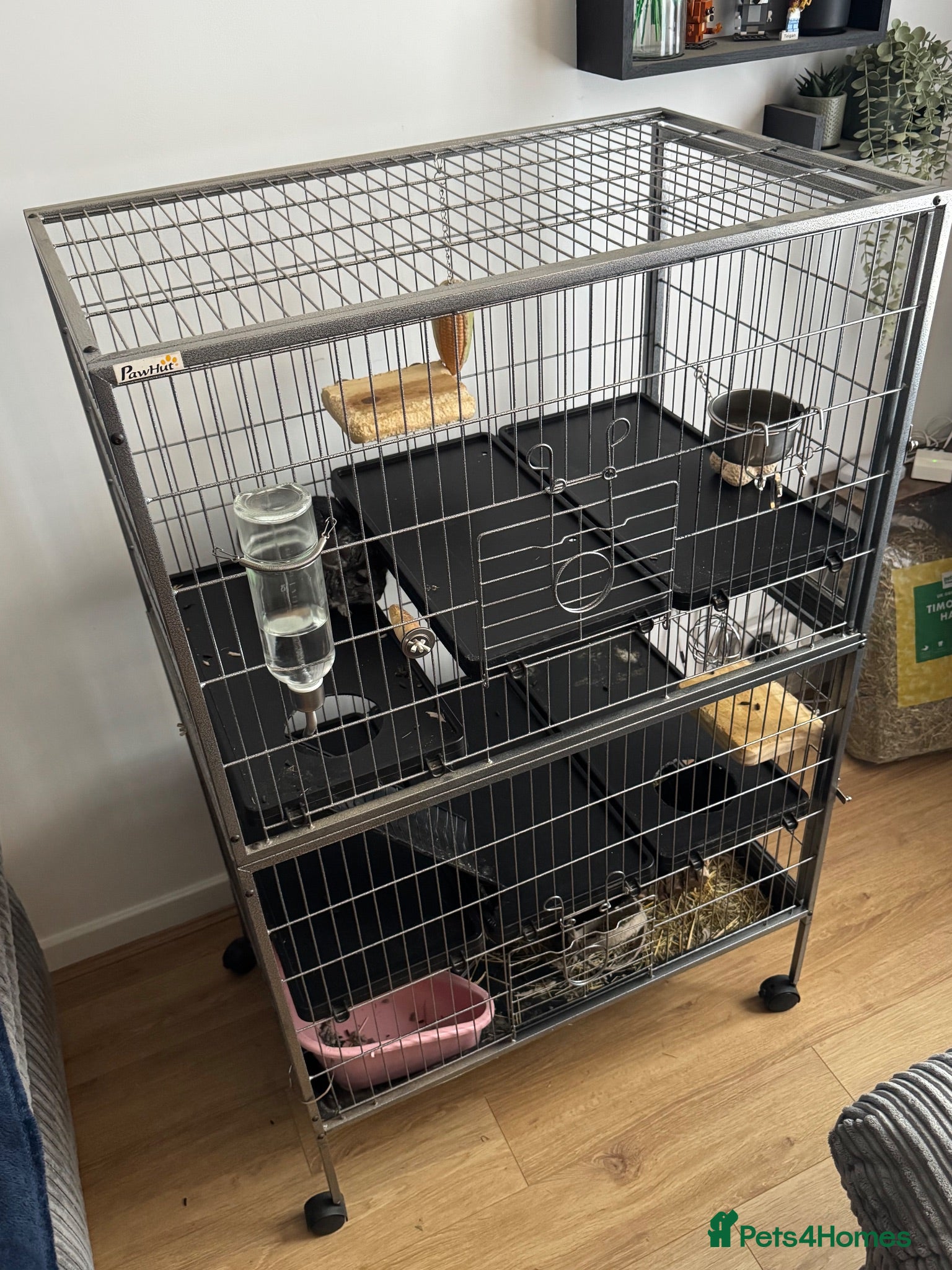 Chinchilla rodents Two 1-YO Brother Chinchillas  - Advert 1