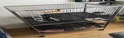 Chinchilla rodents for sale: Two 1-YO Brother Chinchillas  in Northampton - Advert 1