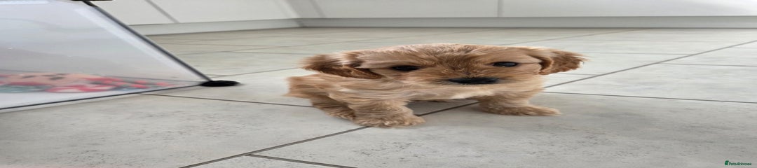 Cavapoo Puppy 2