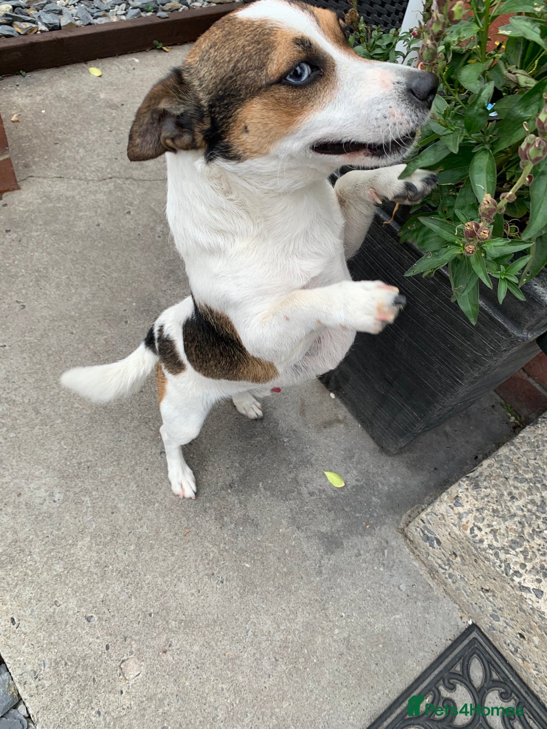 Jack Russell dogs for stud: Jack Russell for stud in Seaham - Image 7
