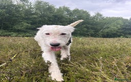 Mixed Breed dogs for adoption: Peter - Norwich Norfolk  - Image 10