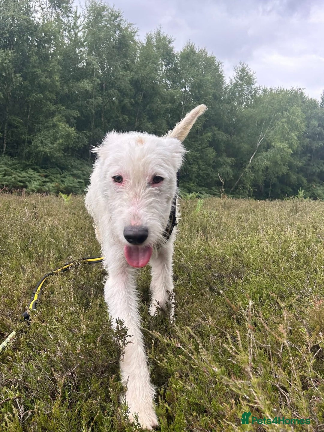 Mixed Breed dogs for adoption: Peter - Norwich Norfolk  - Image 10