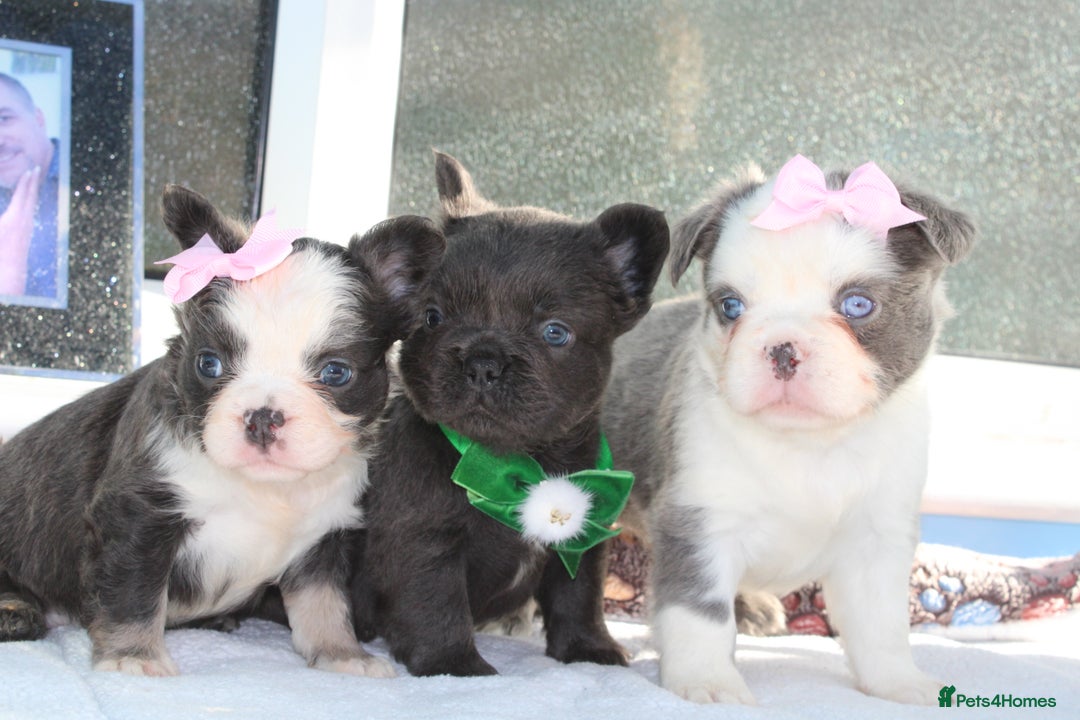 French Bulldog dogs for sale: Fluffy frenchie ready to leave  - Advert 8