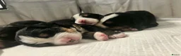 Bernese Mountain Dog dogs for sale: Beautiful Bernese mountain dog Pups KC Reg 🐾  - Advert 3