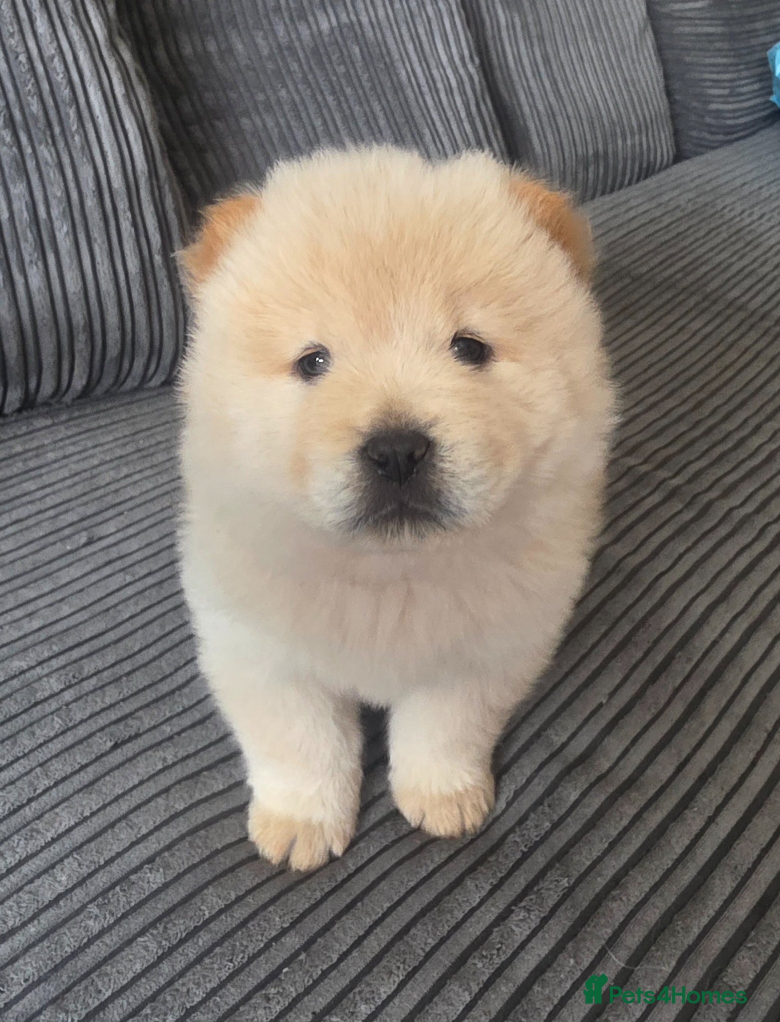 Chow Chow dogs 🧸 Chunky Chow Chow Pups Home Raised, Ready Soon - Advert 18