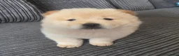 Chow Chow dogs for sale: 🐾Tiny trouble makers, ready to rule your home🐻 - Advert 12