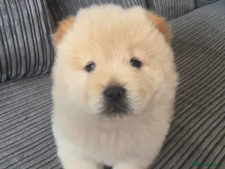 Chow Chow dogs 🐾Tiny trouble makers, ready to rule your home🐻 - Advert 5
