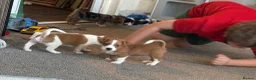 Mixed Breed dogs for sale: Jack Russell x puppies for sale  - Advert 3
