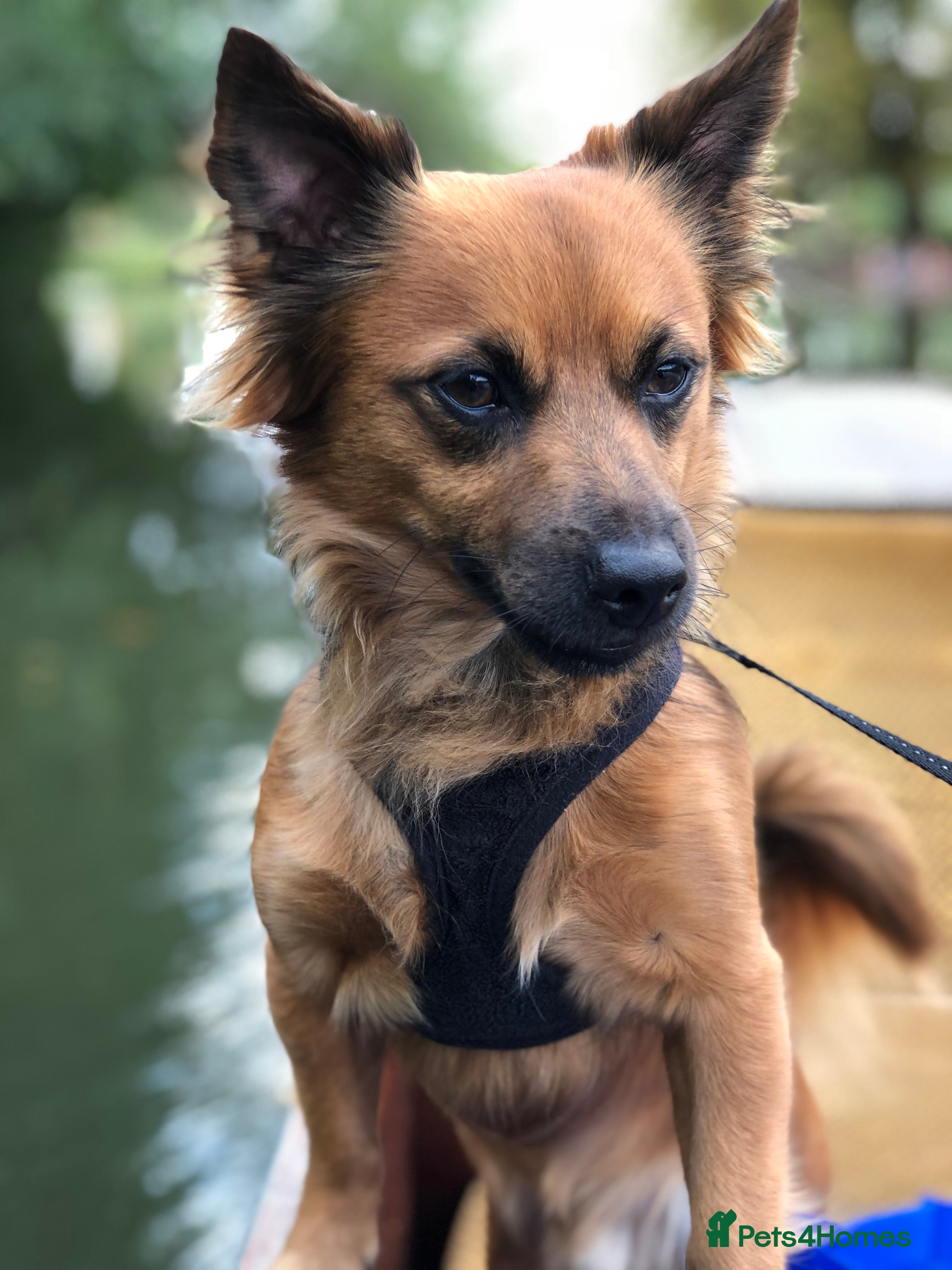 Mixed Breed dogs Diego- Gorgeous Jack Chi - Advert 4