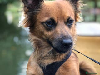 Mixed Breed dogs Diego- Gorgeous Jack Chi - Advert 1