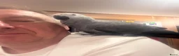 Parrots birds for sale: Hand reared African grey (female)  - Advert 2